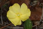 Carolina frostweed